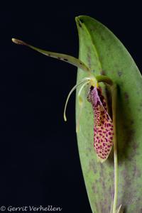 Restrepia aristulifera