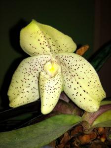 Paphiopedilum concolor