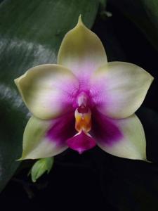 Phalaenopsis bellina