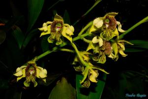 Dendrobium macrophyllum