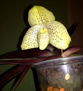 Paphiopedilum concolor