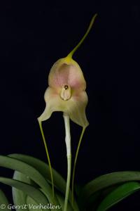 Masdevallia asterotricha