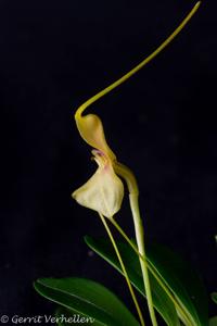 Masdevallia asterotricha