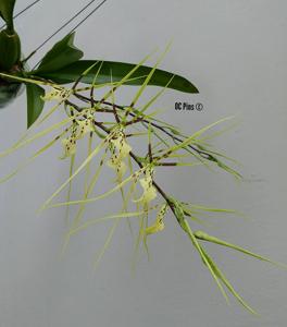 Brassia gireoudiana