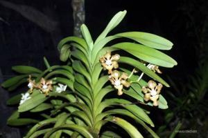 Vanda sumatrana