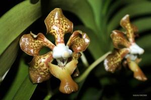 Vanda sumatrana