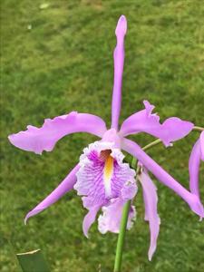 Cattleya maxima