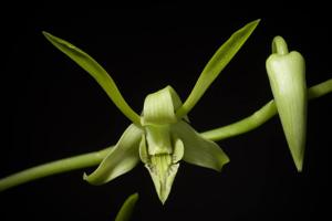 Dendrobium archipelagense