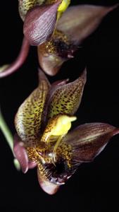 Catasetum schmidtianum