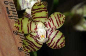 Phalaenopsis kapuasensis