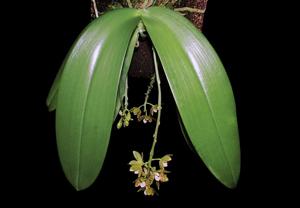 Phalaenopsis kapuasensis