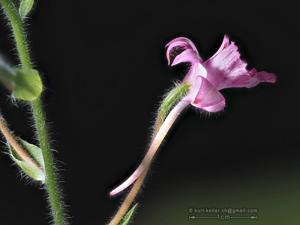 Calanthe cardioglossa