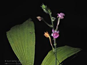 Calanthe cardioglossa