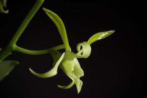 Dendrobium archipelagense