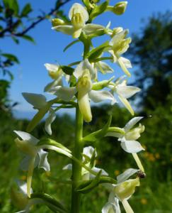 Platanthera bifolia