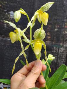 Paphiopedilum philippinense