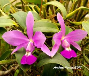 Cattleya walkeriana