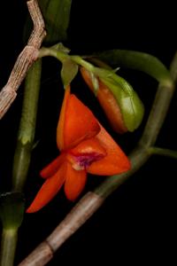 Dendrobium mohlianum