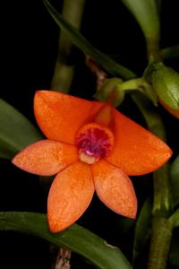 Dendrobium mohlianum