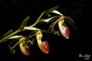 Paphiopedilum gigantifolium