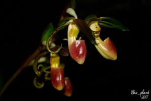 Paphiopedilum gigantifolium