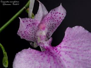 Comparettia macroplectron