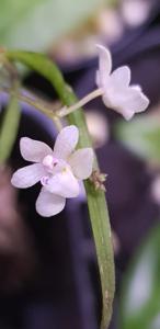 Sarcochilus hillii var. hillii