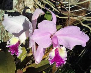 Cattleya lueddemanniana