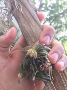 Epidendrum schlechterianum