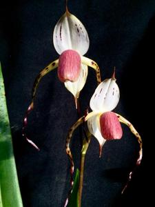 Paphiopedilum stonei