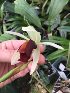 Coelogyne usitana