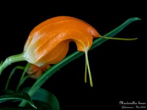 Masdevallia limax