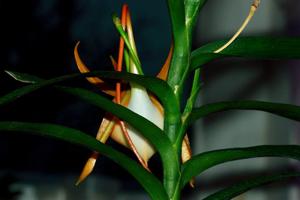 Angraecum viguieri