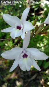 Laelia rubescens