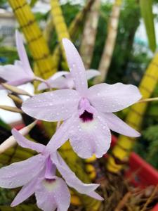 Laelia rubescens