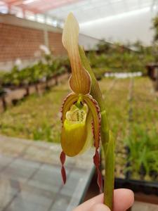 Phragmipedium vittatum