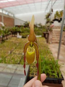 Phragmipedium vittatum