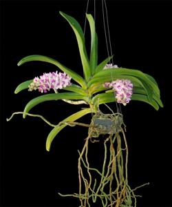 Rhynchostylis gigantea