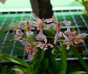 Oncidium iricolor