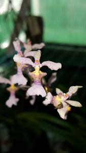 Oncidium iricolor