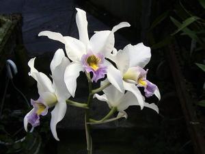 Laelia anceps