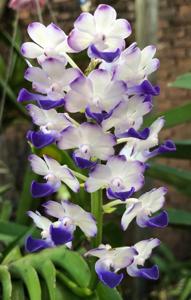 Rhynchostylis coelestis