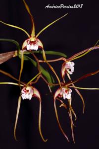 Dendrobium tetragonum