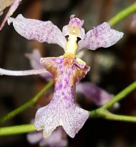 Oncidium iricolor