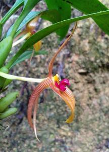 Bulbophyllum membranifolium subsp. inunctum