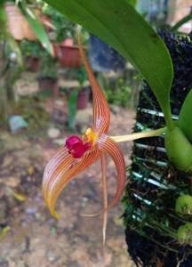 Bulbophyllum membranifolium subsp. inunctum