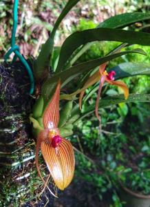 Bulbophyllum membranifolium subsp. inunctum