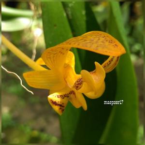 Bulbophyllum dearei