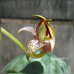 Bulbophyllum baileyi