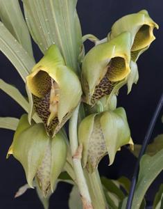 Catasetum macrocarpum